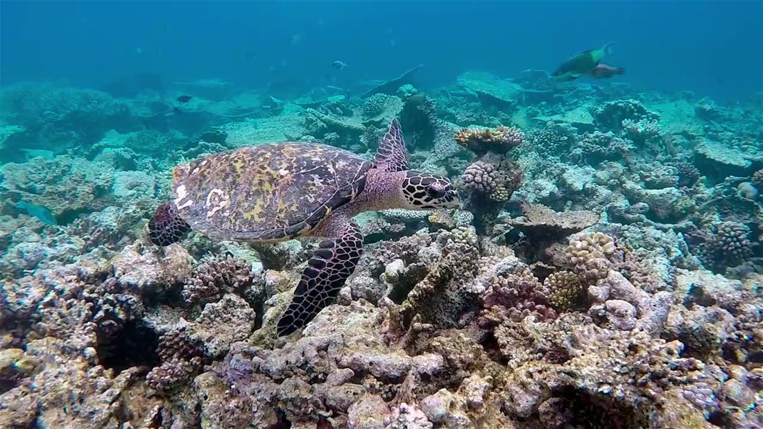 sea turtle swimming in Maldives ocean